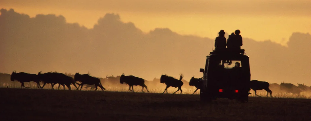 Wildebeest crossing the plain at dusk