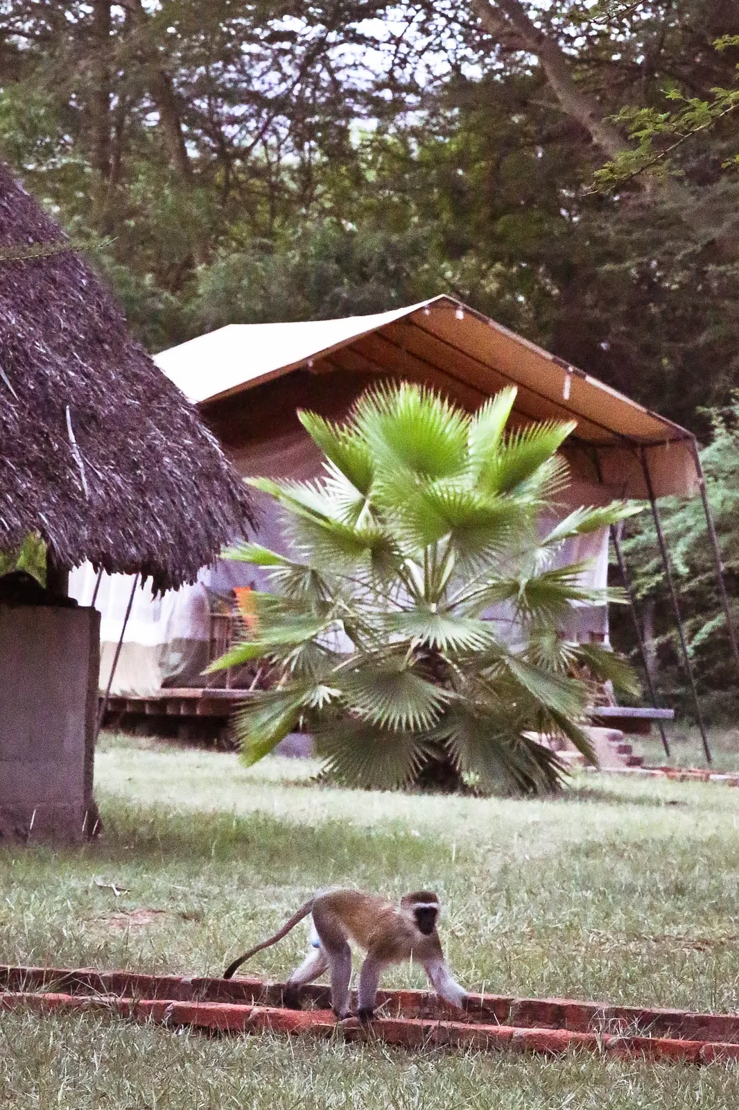 A luxury tent among palms and thatch, with a vervet monkey crossing the lawn