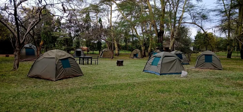 Dome tents pitched across the campsite lawn under acacia trees