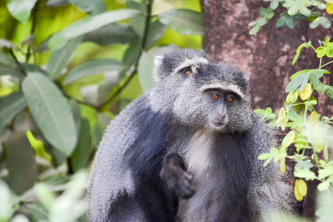 A blue monkey in the canopy near the lodge